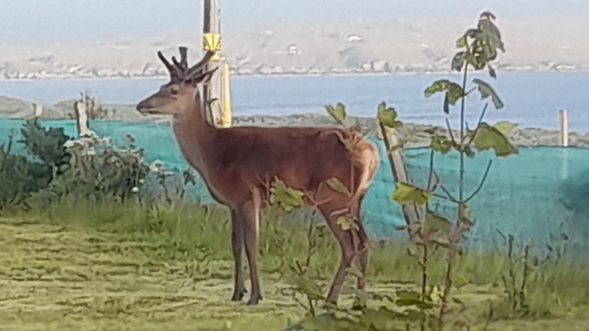 Otters Retreat Bed & Breakfast Big Sand Luaran gambar